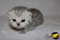 Scottish Kilt Breeder, Scottish Kilt Breeder Canada, Scottish Kilt Kitten, Gaelic Fold Breeder, Gaelic Fold Breeder Canada, Gaelic Fold Kitten, Munchkin Breeder, Munchkin Breeder Canada, Munchkin Kittens, Munchkin Cat, TICA, CFF, Short Legged Kitten