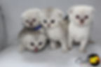 Scottish Kilt Breeder, Scottish Kilt Breeder Canada, Scottish Kilt Kitten, Gaelic Fold Breeder, Gaelic Fold Breeder Canada, Gaelic Fold Kitten, Munchkin Breeder, Munchkin Breeder Canada, Munchkin Kittens, Munchkin Cat, TICA, CFF, Short Legged Kitten