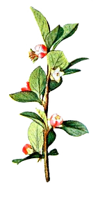 Illustated Branch with Flowers
