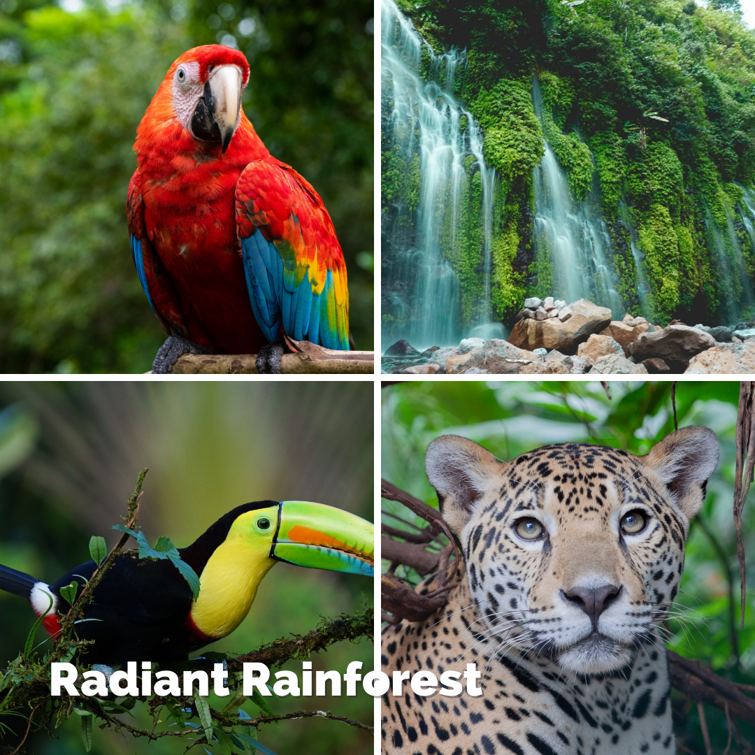 Radiant Rainforest Biology