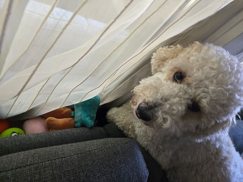 Intentionally Finding Joy