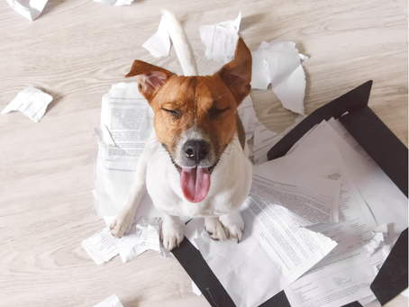 A dog destroying crucial paperwork