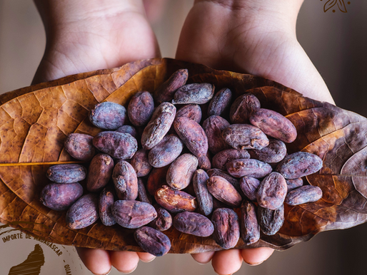 The sharp increase in cocoa prices: impact and outlook for Canada