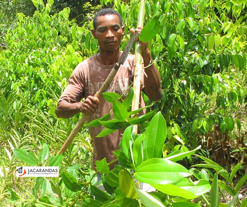 Producteur d'épice, Paysan, Jacarandas.png