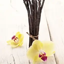  Gousses de vanille de Madagascar – accéder à la boutique vanille