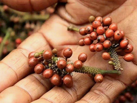 Côtes levées miel et poivre laquées à la perfection sur une planche de bois avec des grains de poivre sauvage Voatsiperifery.