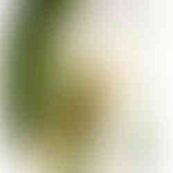 bienfait du curcuma de Madagascar - plante de curcuma