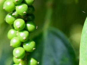 Discover Dried Green Peppercorns from Madagascar: A Fresh Take on Flavor