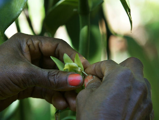 Madagascar Vanilla : prepared with love
