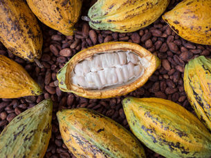 Madagascar Cacao: A Hidden Gem for Epicureans