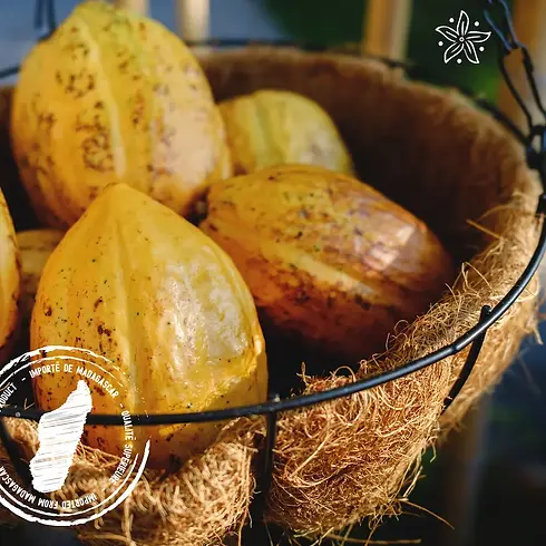 cacao de Madagascar 1000.webp