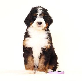 D08A345B-7F16-4A03-A2B0-F2B0086091BD_edi