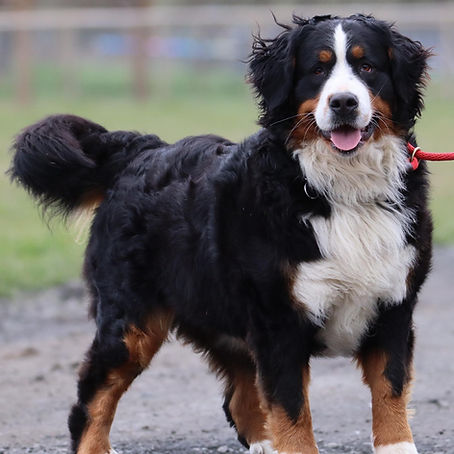 OFA Certificate for elbow dysplasia