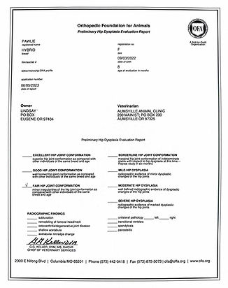 OFA Certificate for hip dysplasia