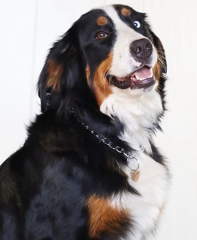 OFA Certificate for elbow dysplasia