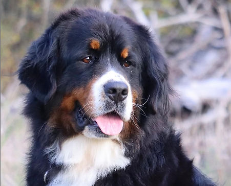 OFA Certificate for elbow dysplasia