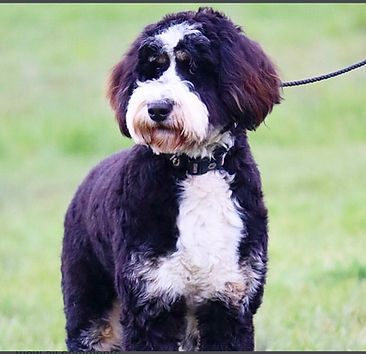 OFA Certificate for elbow dysplasia