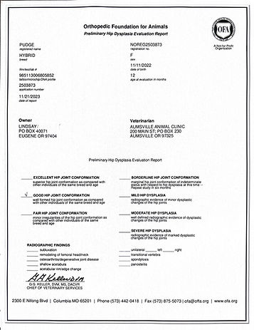 OFA Certificate for hip dysplasia