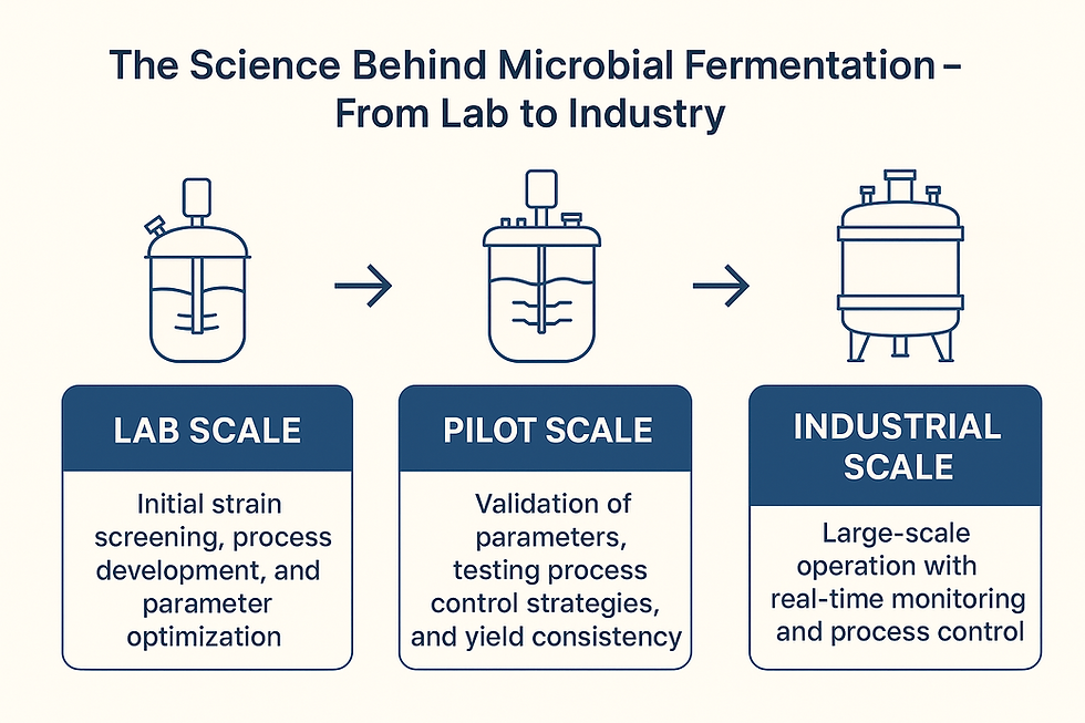 Diagram of microbial fermentation from lab to industry. Three vessels labeled Lab Scale, Pilot Scale, Industrial Scale with process steps.