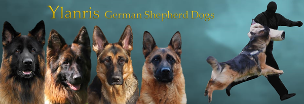 Gsd Breeder Bristol Uk Ylanris German Shepherd Dogs