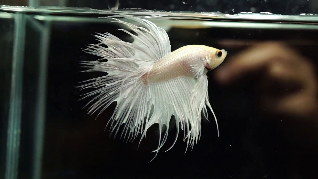 Bettas - Crown Tail - Platinum (PC) L-5.5