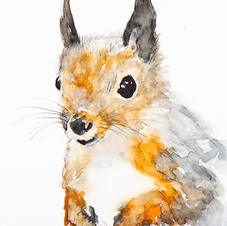 Squirrel
