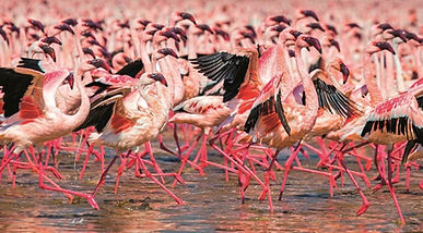 lake natron flamingos shore