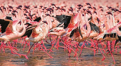 lake natron flamingos shore