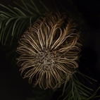 Hairpin Banksia