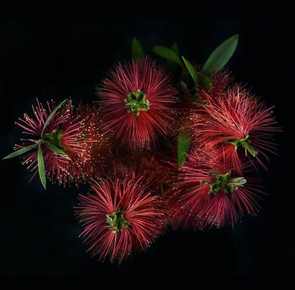Bottlebrush (Calistemon Rigidus) + Caterpillar
