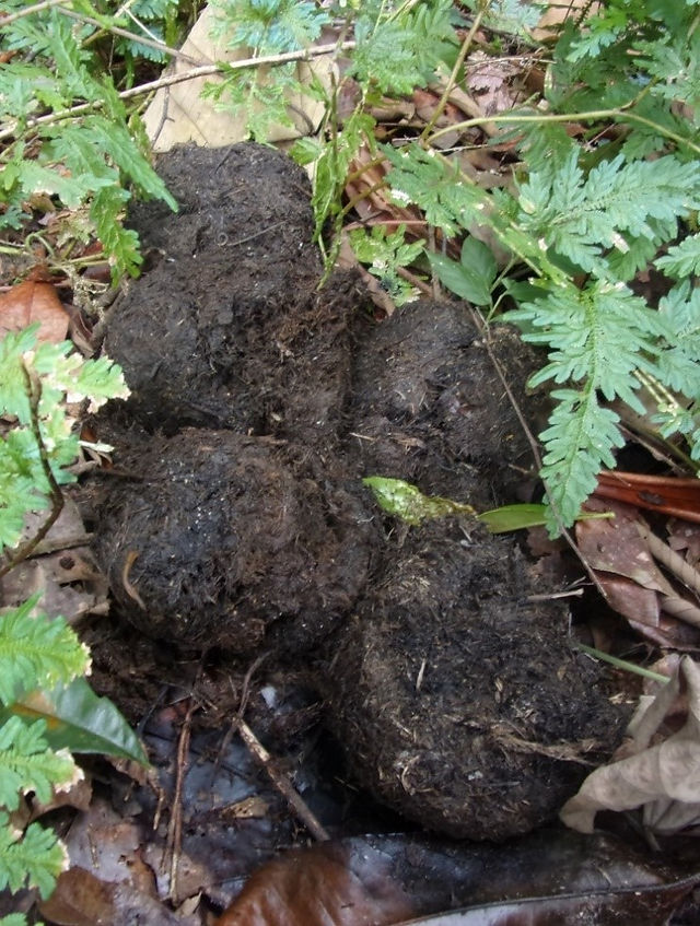 Elephant Dung in Sikundur