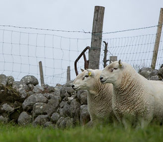 Wicklow Cheviot Sheep