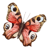 Watercolor Butterfly 19