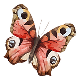 Papillon Aquarelle 19