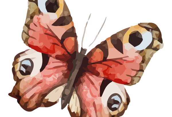 Papillon Aquarelle 19