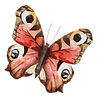 Watercolor Butterfly 19