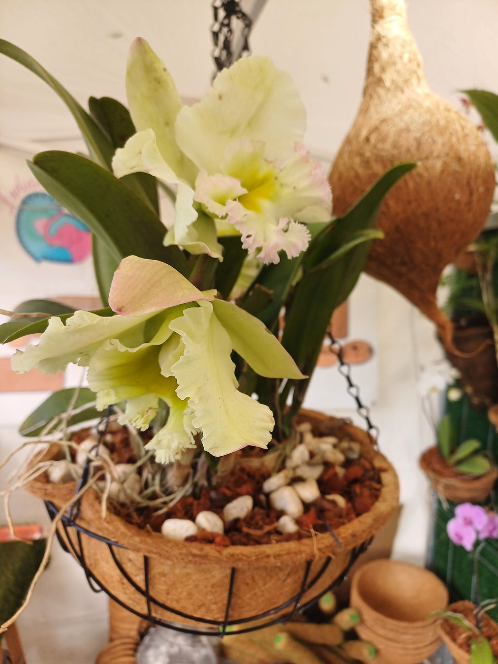 Miniature : Pot suspendu en fibre de coco – 20, 25 et 30 cm