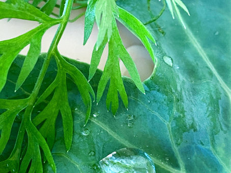 白南風吹く。