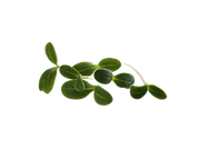 AdobeStock_24026702-removebg (1).png