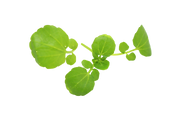 AdobeStock_10778891-removebg (1).png