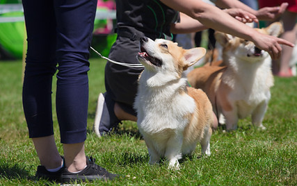 Dog Show-AdobeStock_213618397.jpeg