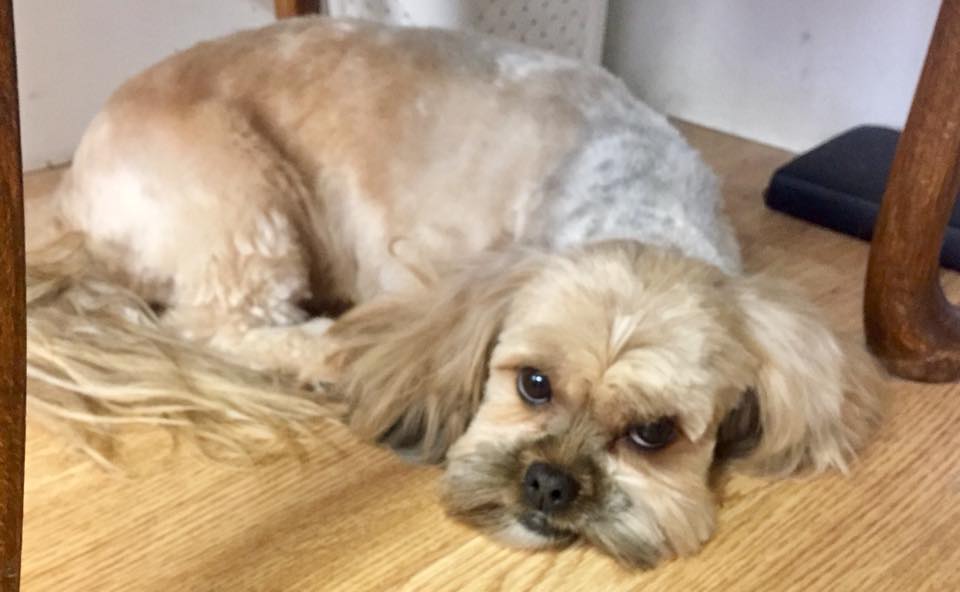 Central Bark Home Central Bark Dog Grooming Salon