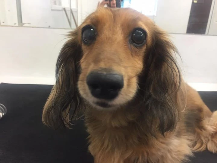 About Central Bark Dog Grooming Salon