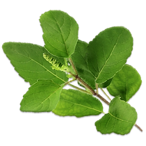 Holy Basil.png