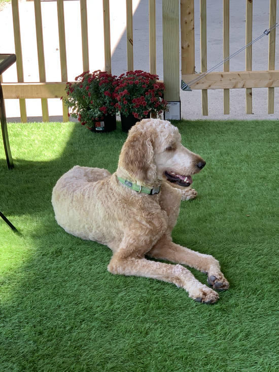 Gallery Bruno & Dino's House