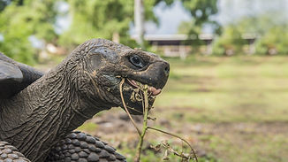 Galapagos-giant-tortoise-big-15.jpg