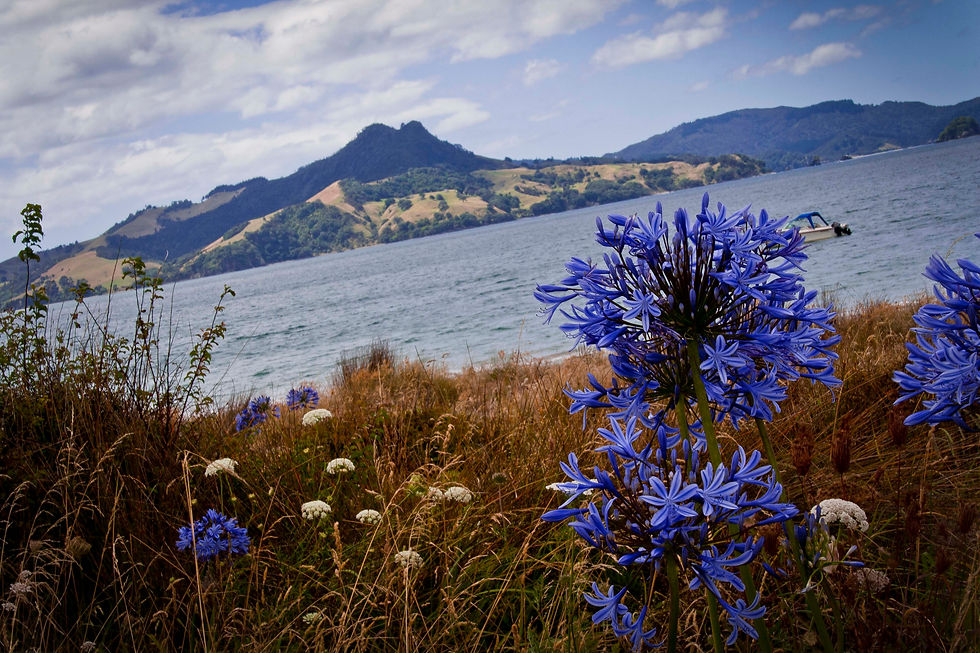 Coromandel
