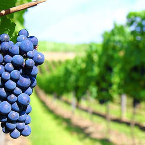 Lambrusco, tres de sus variaciones más conocidas.