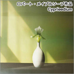 ロバート・メープルソープ作品『Cyprieedium』