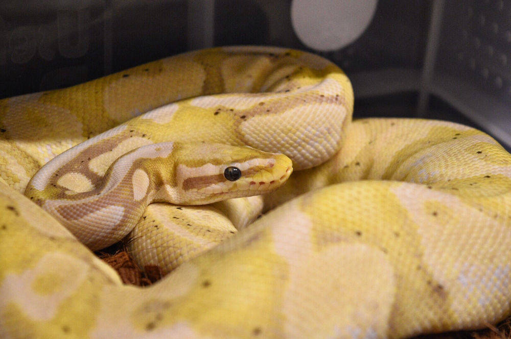 lignocel snake bedding